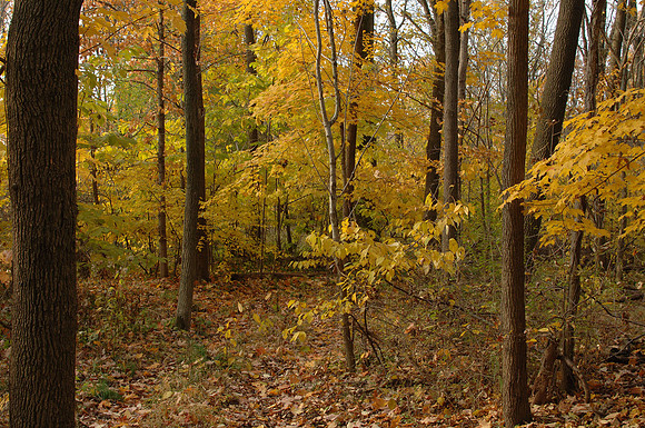 dsc_2788-s