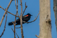 Sheldons_Marsh-8336