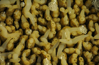 Fugui fishmarket-1496