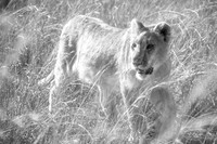 Lion - Infrared