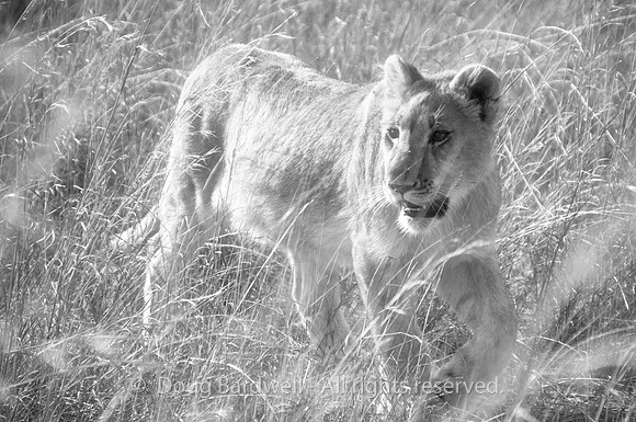 Lion - Infrared