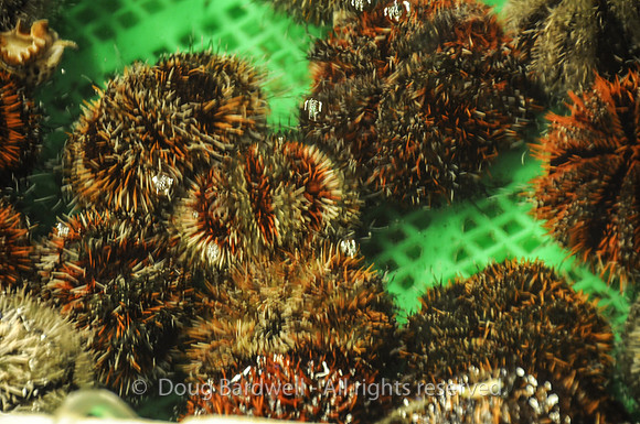 Fugui fishmarket-1500
