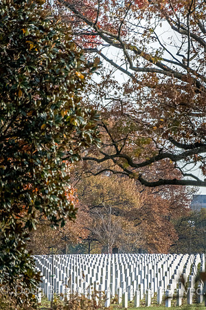 Arlington -181119-9593