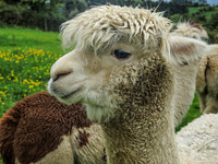 Waterfall_Farm-8867