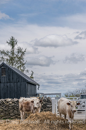 Shaker Village-5601