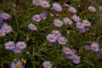 100807_3CS1446