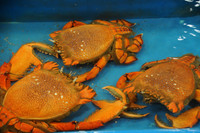 Fugui Harbor Seafood Market