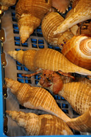 Fugui fishmarket-1555