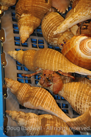 Fugui fishmarket-1555