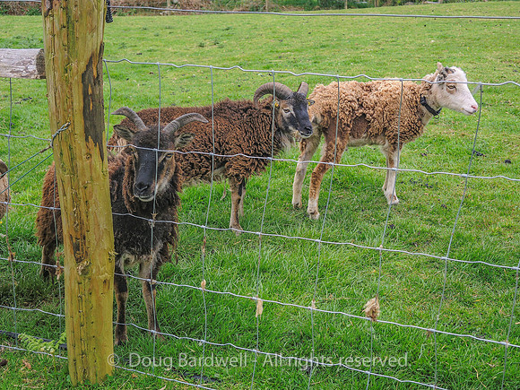 Waterfall_Farm-8842