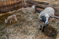 Shaker Village-5626