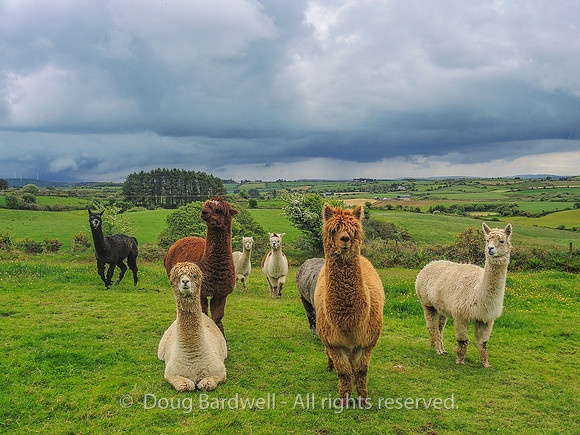 Waterfall_Farm-8855