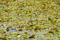 100921_3CS0927