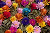 Flower stand - Pucon