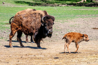Sioux-Falls-0689
