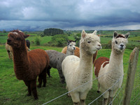 Waterfall_Farm-8859