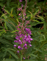 100807_3CS1435