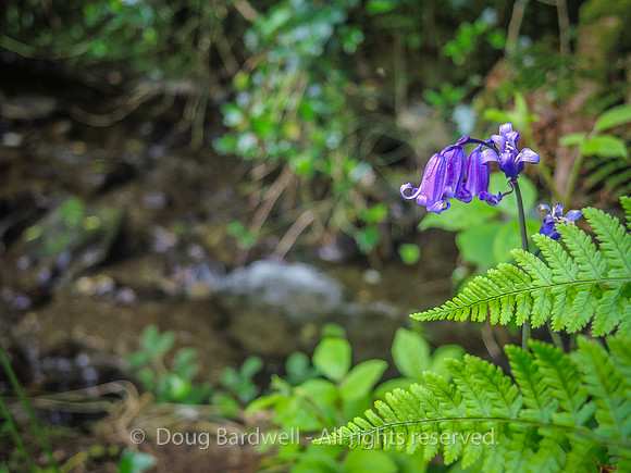 Waterfall_Farm-8882