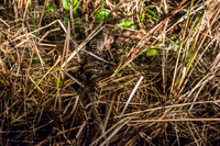 Boggy-Creek-Gators-8960