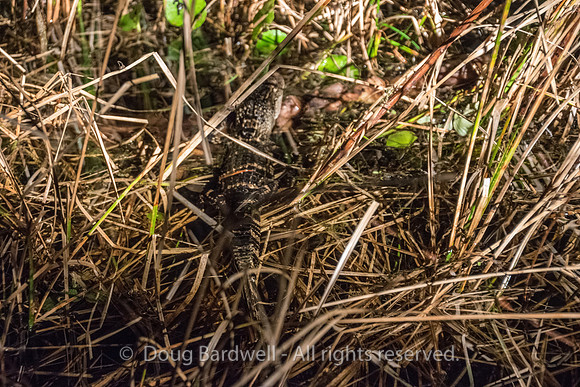 Boggy-Creek-Gators-8960