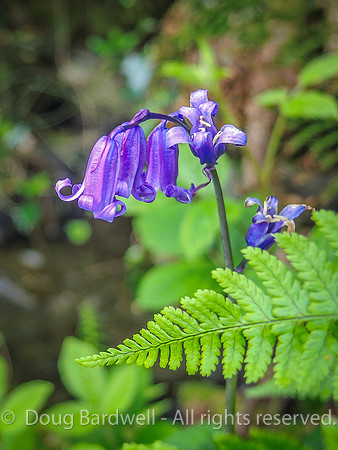 Waterfall_Farm-8883