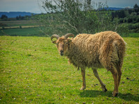 Waterfall_Farm-8828