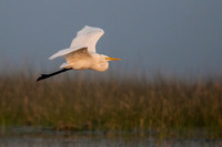 Nal Sarovar Lake & birds