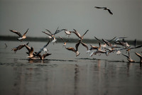 Nal Sarovar-23339