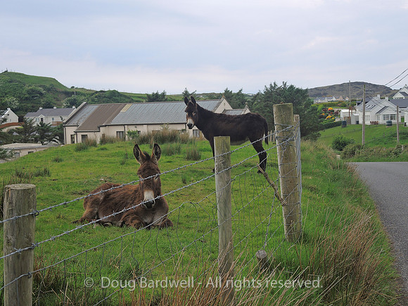 Ireland-8525