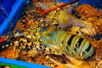 Fugui fishmarket-1535
