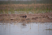 Nal Sarovar-8970