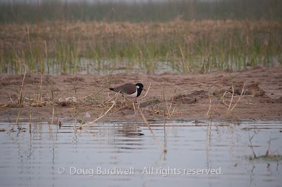 Nal Sarovar-8970
