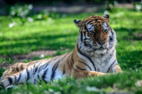 Great Plains Zoo and Museu,