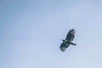 Sheldons_Marsh-8274