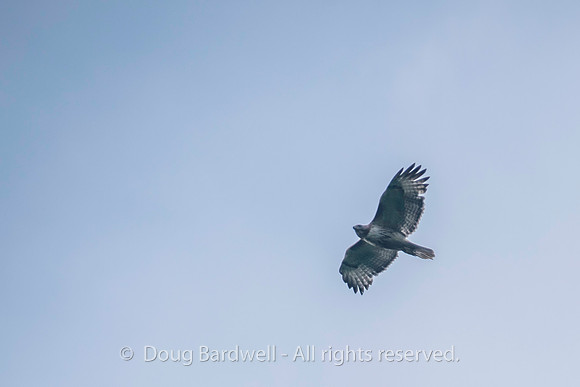 Sheldons_Marsh-8274