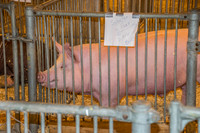 IL-State-Fair-2292