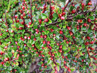 West_Cork-8995