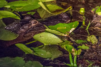 Boggy-Creek-Gators-9024