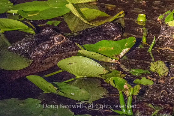 Boggy-Creek-Gators-9024