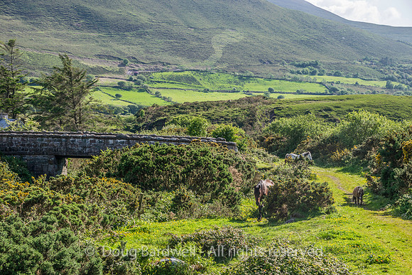 Ireland-4640