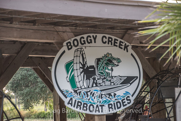 Boggy-Creek-Gators-8934