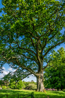 Ireland-5495