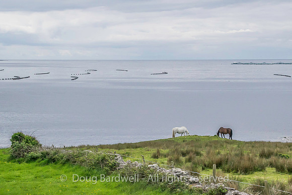 WildAtlanticWay-2173