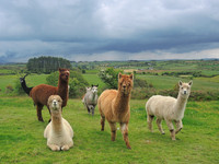 Waterfall_Farm-8854