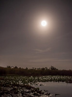Boggy-Creek-Gators-8963