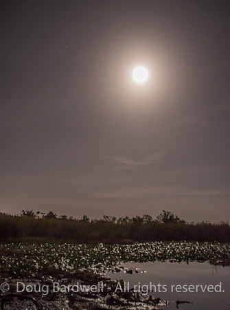 Boggy-Creek-Gators-8963