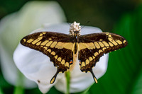 Sertoma Butterfly House & Marine Cove